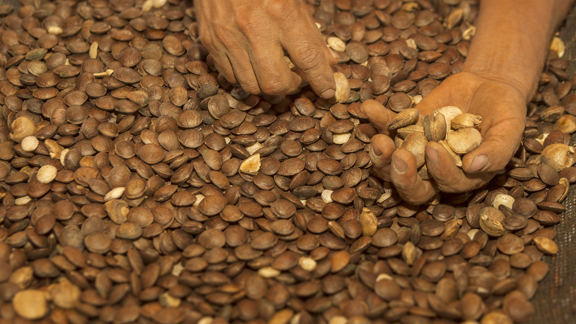 Hands sorting sacha inchi seeds