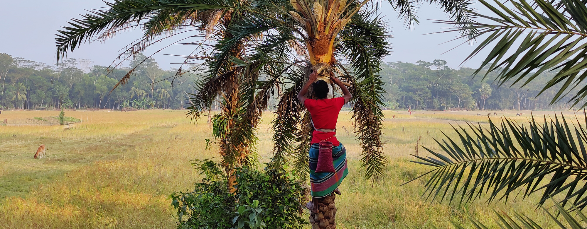 Date palm sap collection and Nipah virus food-safety risk